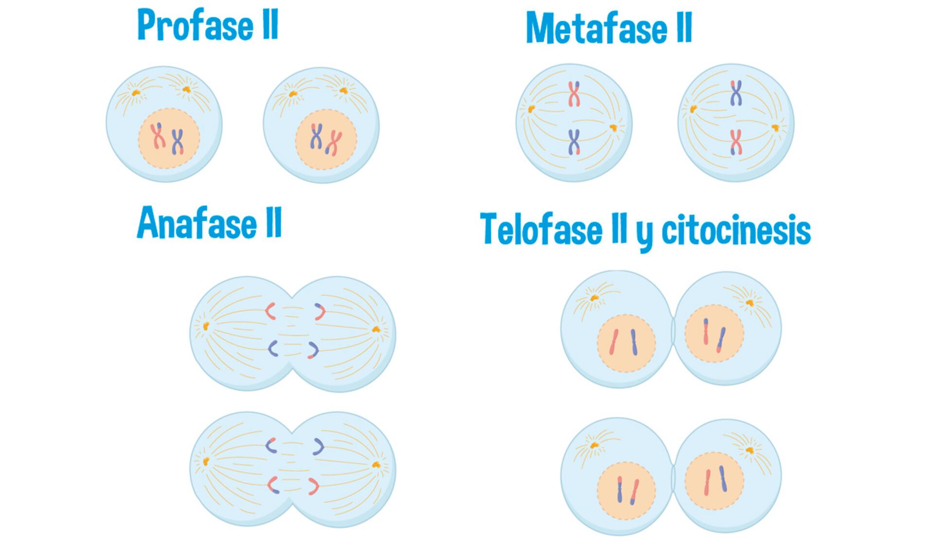 profase 1 vs profase 2