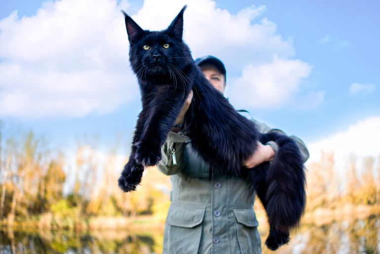 Gato Maine Coon.