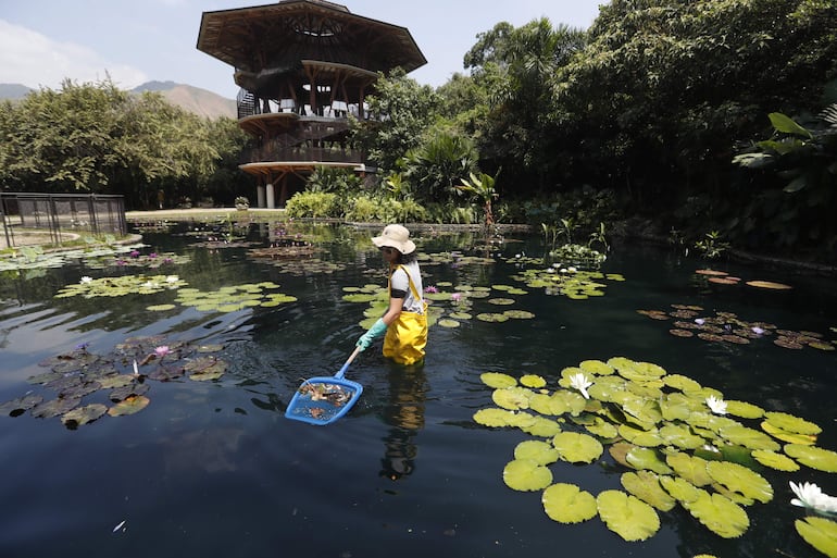 Una mujer hace mantenimiento en el Jardín Botánico en Cali(Colombia). Hay quienes dicen que el oro es de color verde, el verde de las plantas, y en el Jardín Botánico de Cali, suroeste de Colombia, se han dedicado a conservar en sus 17 hectáreas una riqueza inigualable en el mundo.