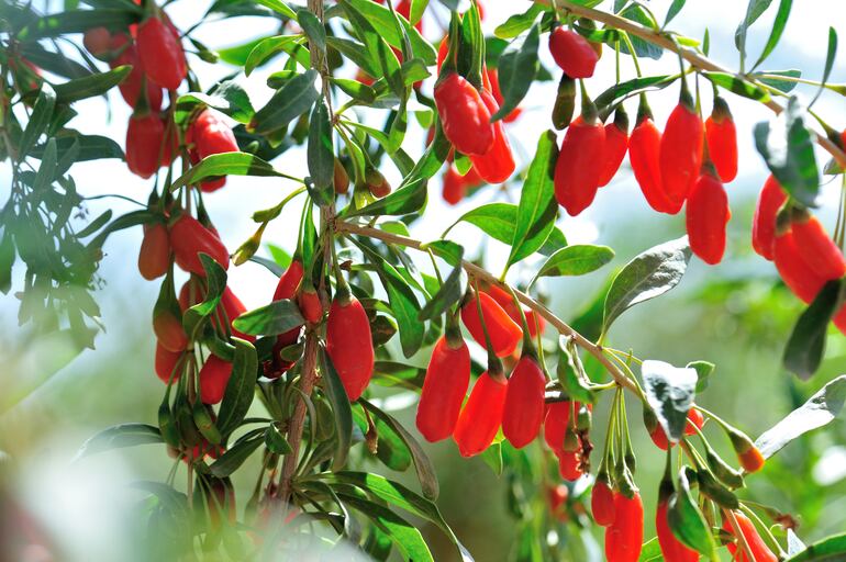 Bayas de goji.