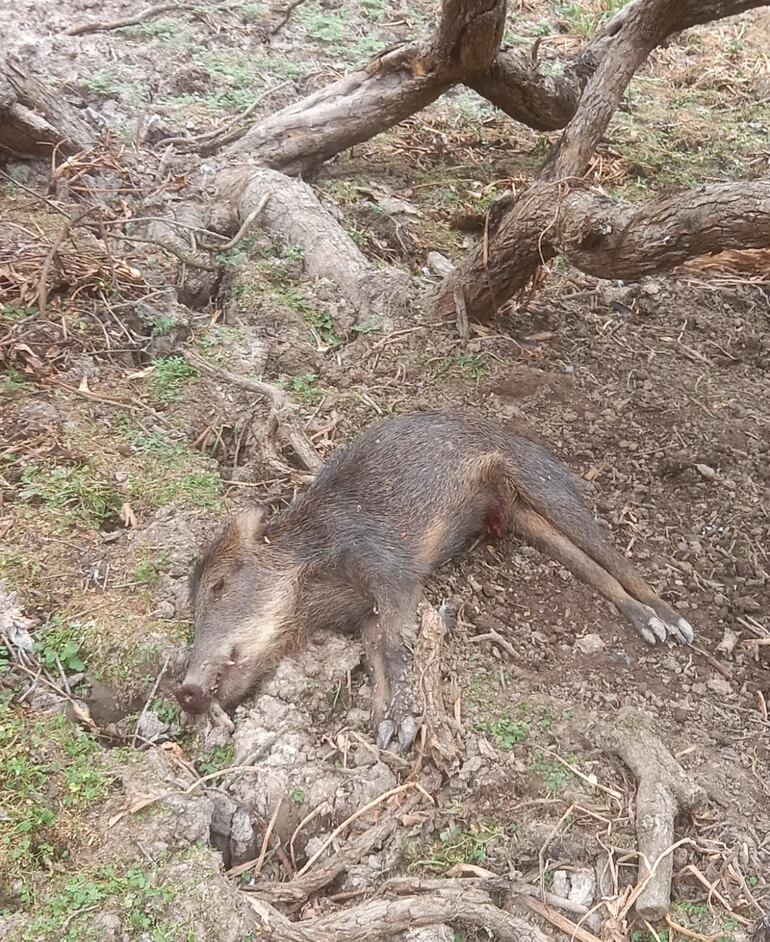 Algunos comentan que se les mueren sus animales porque quedan atrapados en el lodo cerca de algún pozo con remanente de agua estancada. En la imagen un chancho silvestre.