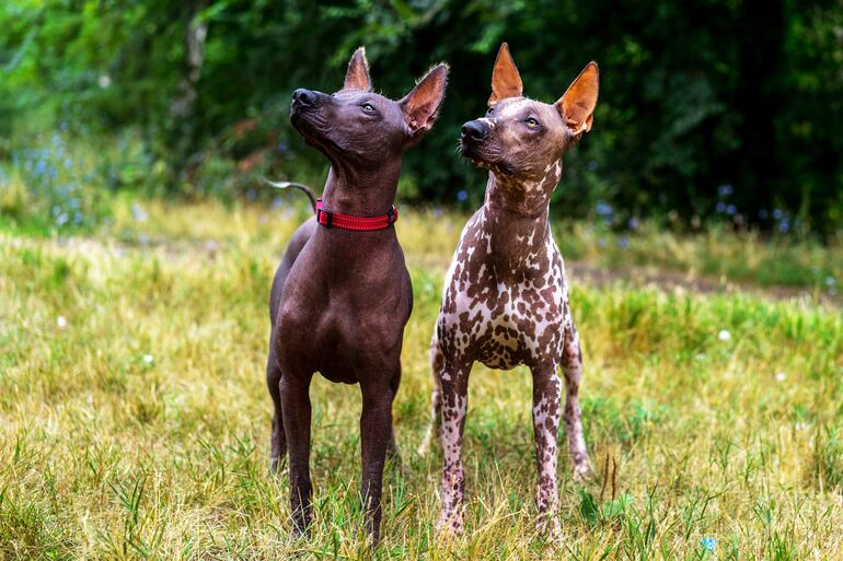 Perro de raza Xoloitzcuintle.