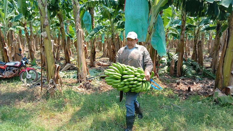 El productor Leonardo Vera cosechando la fruta de su finca.