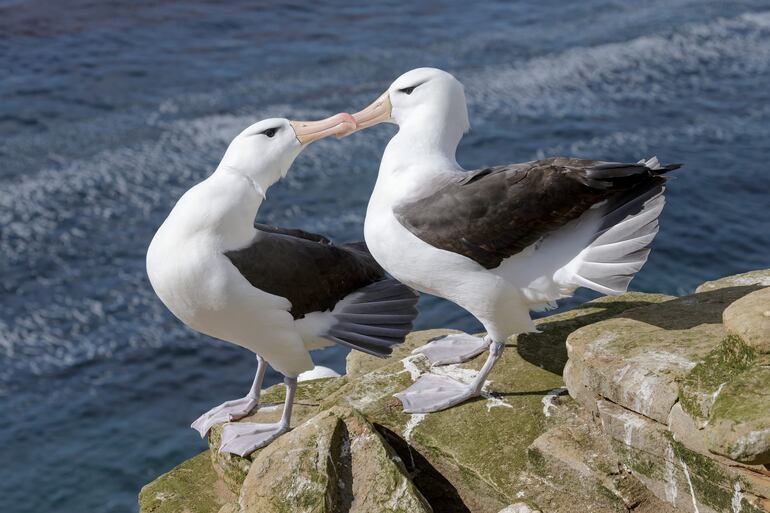 Pareja de albatros.