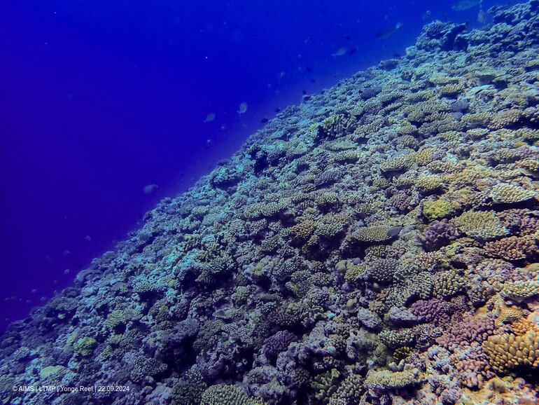 Parte de la Gran Barrera de Arrecifes, el mayor sistema coralino del mundo que se extiende a lo largo de 2.300 kilómetros frente a la costa nororiental australiana, sufrió la peor pérdida anual de corales en casi cuatro décadas por culpa de la crisis climática.