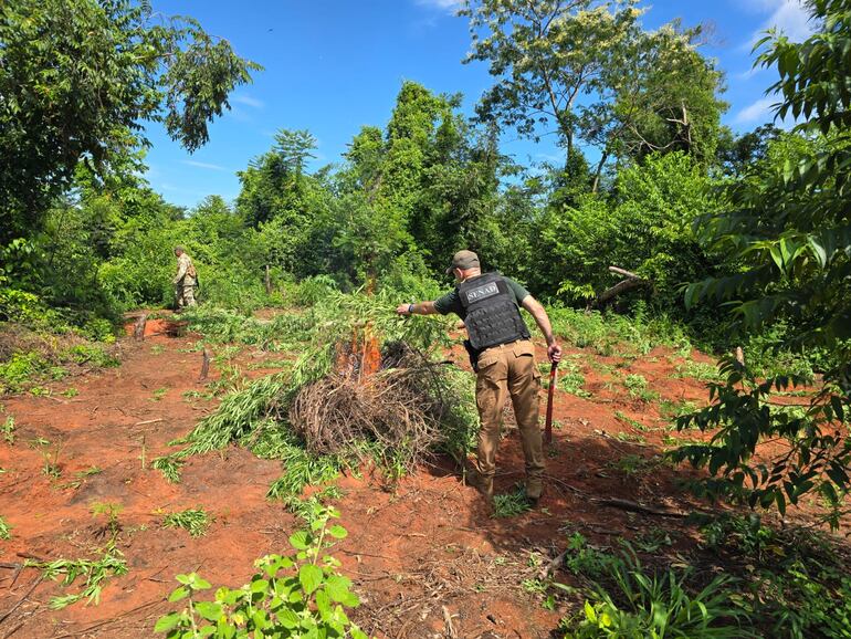 Destruyen más de 16 toneladas en cultivo de marihuana en Colonia Agüerito