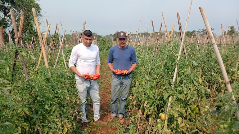 Los productores  Abel Brítez y Manuel Cáceres muestran tomates cosechados en una parcela de Coronel Oviedo.