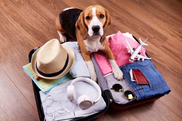 Un cachorro Beagle no está dispuesto a dejar que su dueño viaje solo. Habrá que llevarlo.