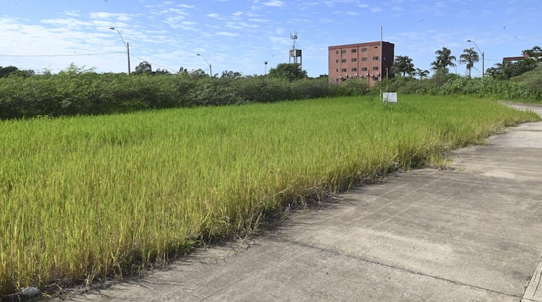 Autoridades de la Universidad Politécnica Taiwán-Paraguay quieren construir su sede en un espacio de 11 hectáreas del Parque Guasu Metropolitano.