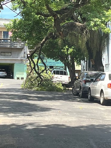 Parte del árbol ya está caído y genera preocupación en la zona.