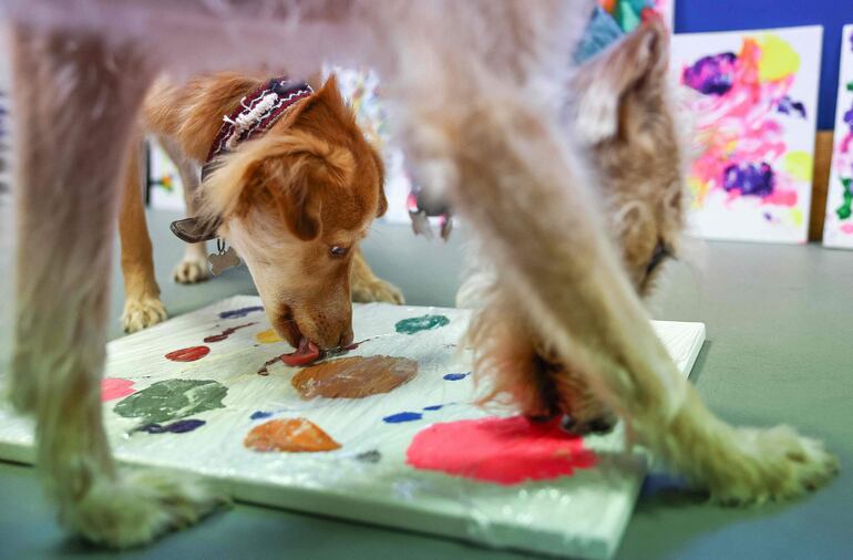 Las perras rescatadas Alba and Rosie crean un cuadro con pintura en el Centro para Animales rescatados de Bristol, en Inglaterra. 