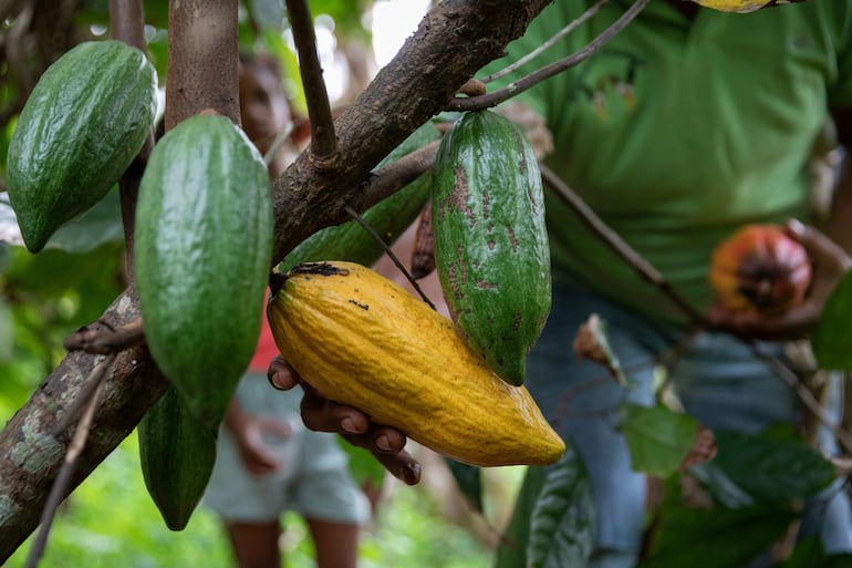 Cacao.