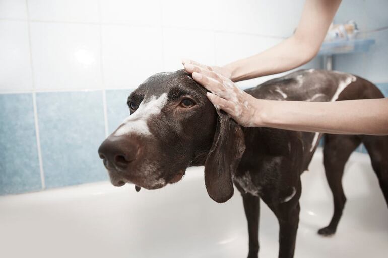 Los perros si precisan un baño más constante porque de por sí solos no pueden.