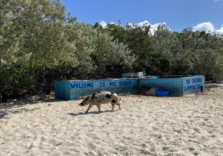 Abundan las leyendas sobre cómo acabaron en la isla. Una versión es que los cerdos fueron abandonados por marineros que luego quisieron comérselos. O que los animales se salvaron de un naufragio en la isla deshabitada. O que se instalaron aquí como atracción turística.