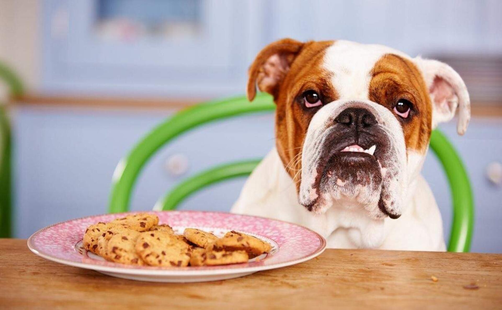 puede un perro comer harina para todo uso