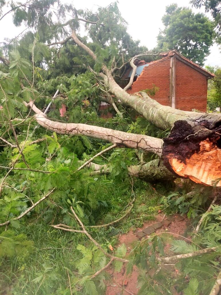 Añoso árbol cayó sobre estructura de una escuela dejando dos aulas con serio daños en techos y paredes.