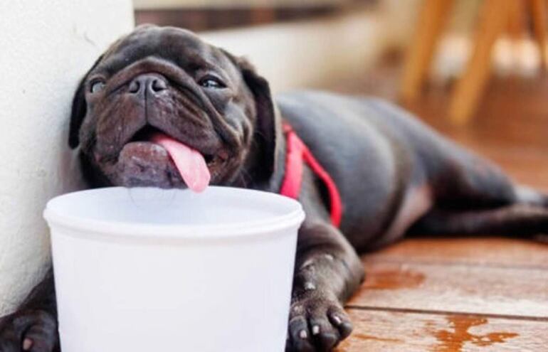 En días de intenso calor aumenta la ingesta de agua en las mascotas.