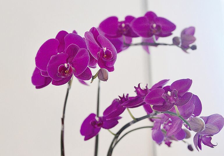 Cultivo de phalaenopsis