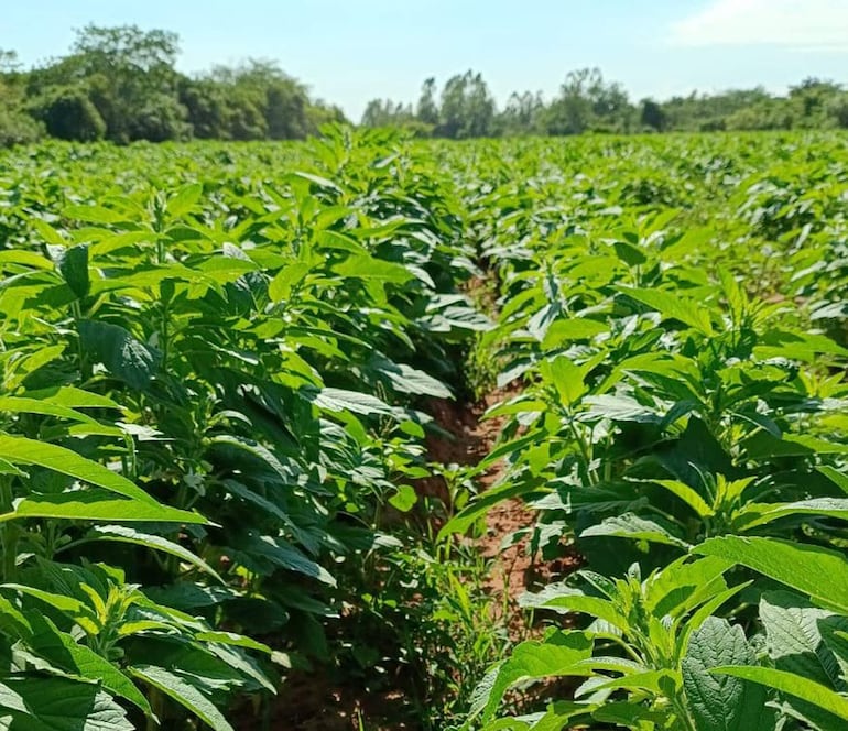 
Actualmente se estima que en la zona sur de San Pedro habría unas 10.000 hectáreas de este producto 