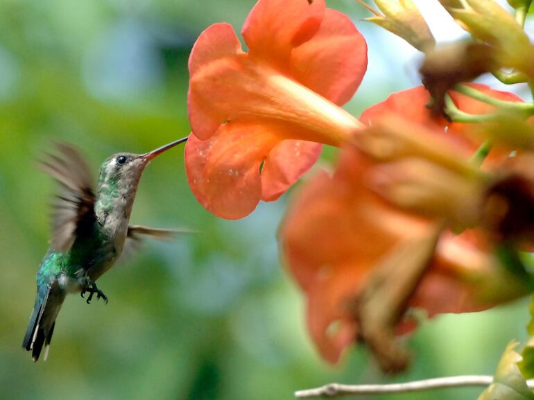 Colibrí