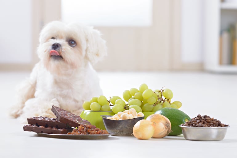 Perro y alimentos tóxicos.