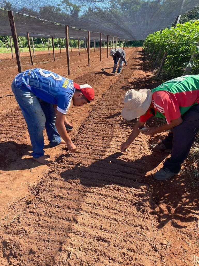 Los productores que serán beneficiados con el programa Misional del MAG, se está capacitando sobre cuidados culturales de la siembra de cebolla.