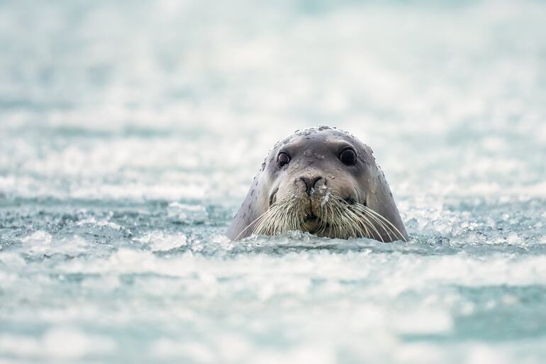 Foca rodeada de hielo.