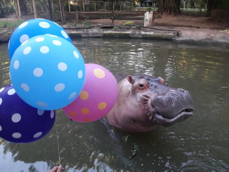 El hipopótamo Rayito de Sol nació en marzo de 1995 y es uno de los habitantes del Zoo de Asunción.