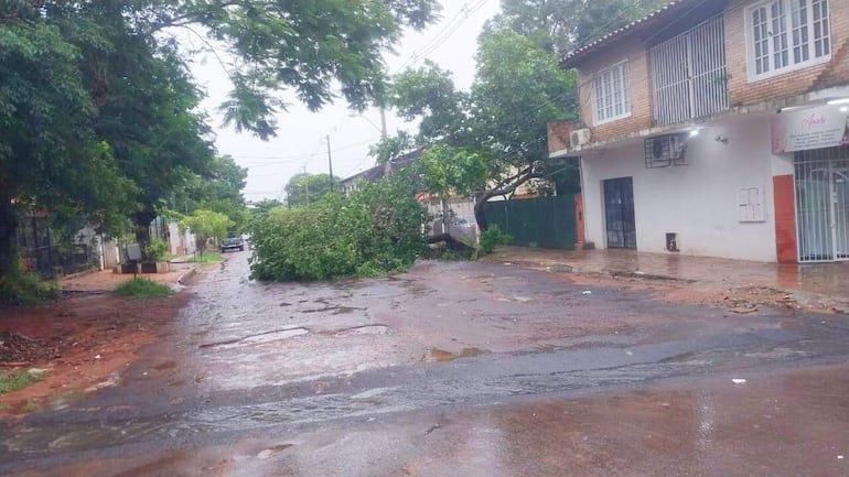  Se reportó una gran cantidad de árboles caídos durante las torrenciales lluvias de ayer y hoy.