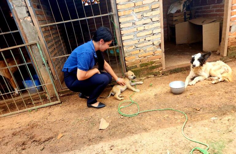 Los responsables de la Contraloría Animal de Carapeguá siempre apelan a la solidaridad ciudadana para custodiar a las mascotas.