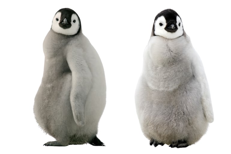 Pingüinos.