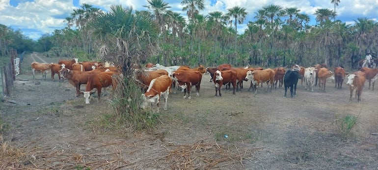 Desde Senacsa, explican que una de cada 10 vacas en Paraguay puede tener brucelosis.