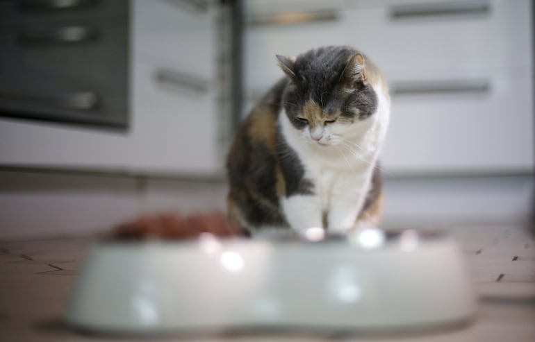 Los gatos son súperindependientes, pero esto no significa que se los puede dejar con mucha comida y agua en la casa solos, es necesario que vaya alguien a controlarlo por lo menos una o dos veces al día.