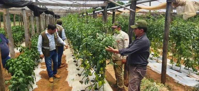 Cultivos de tomate con excelente desarrollo.