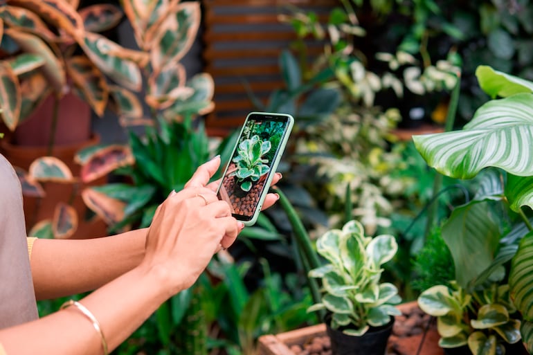 Al apuntar la cámara del celular ya se puede obtener variada información sobre distintas especies de plantas.