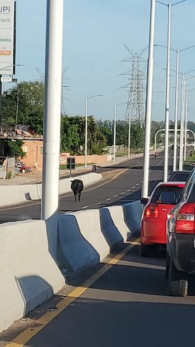 Una vaca en el viaducto del Corredor Vial Botánico