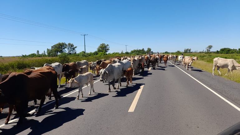 Desplazamiento de animales vacunos en busca de terrenos altos en el Ñeembucú.  