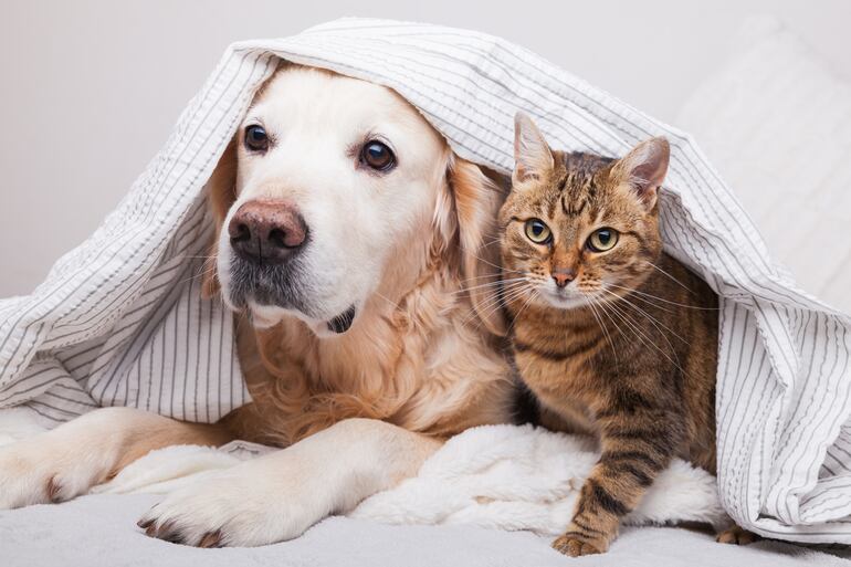 Perro y gato enfermos.