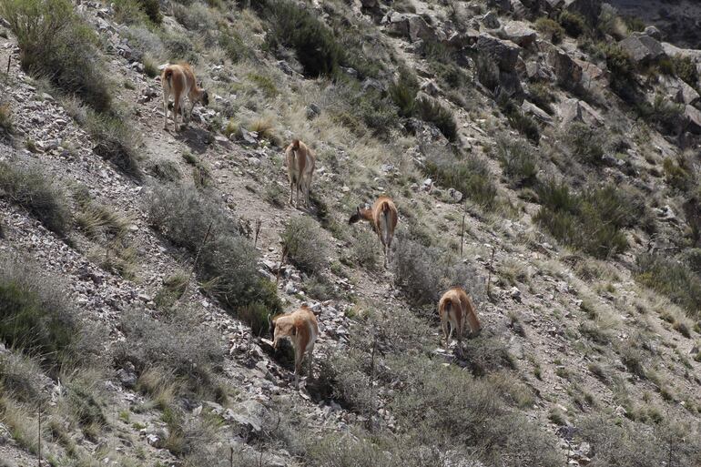 Manada de guanacos vuelven a avistarse desde la creación de la Reserva Natural Villavicencio.