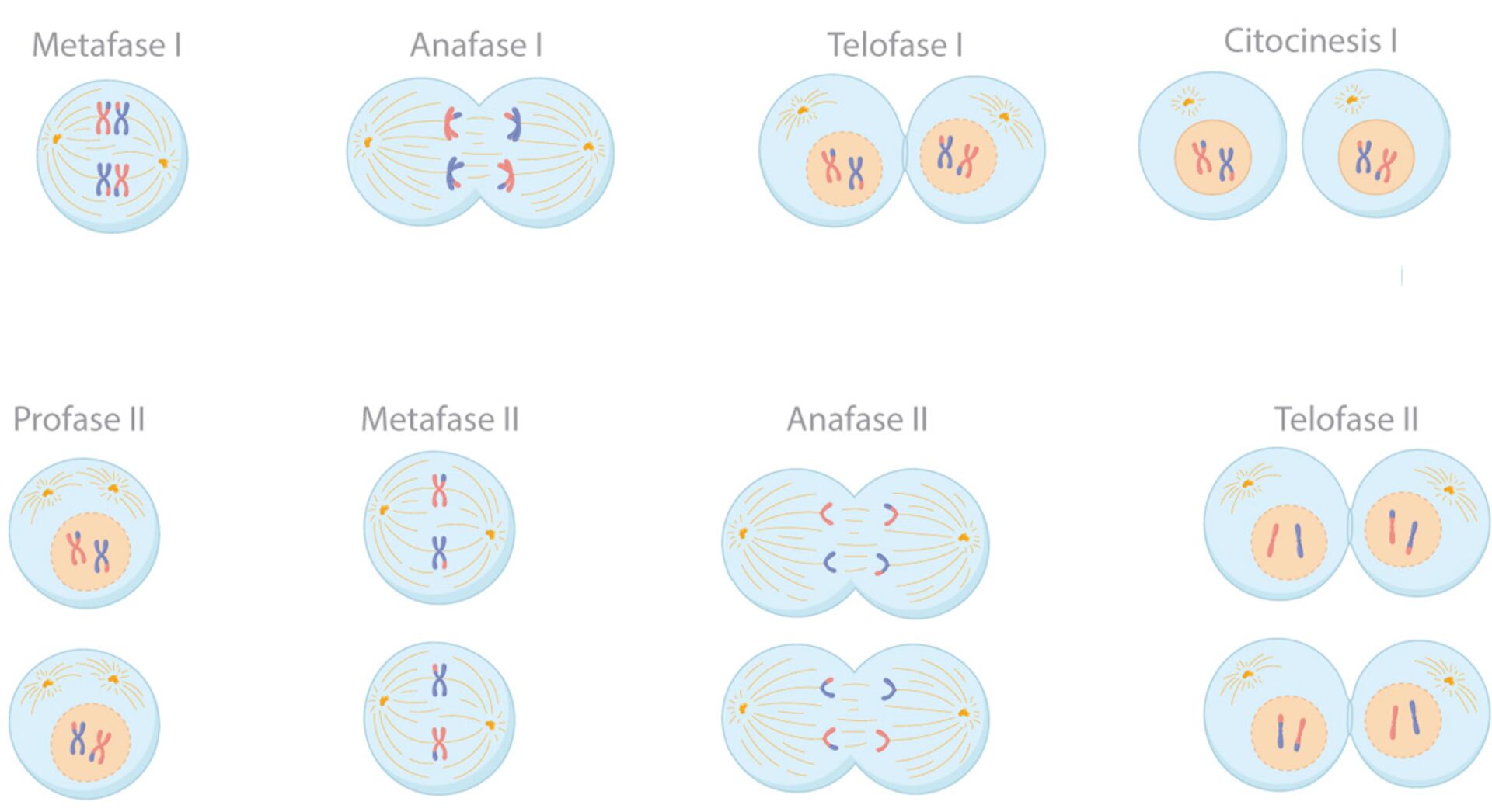 profase 1 vs profase 2