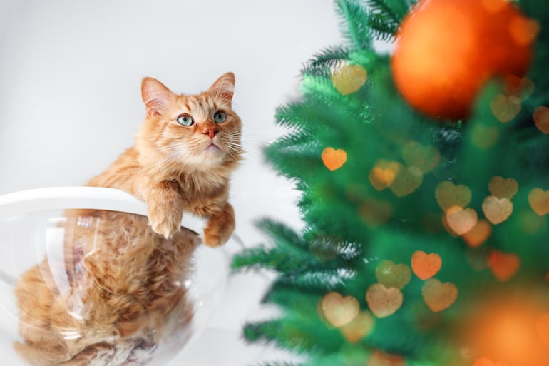 Gato y árbol de Navidad.