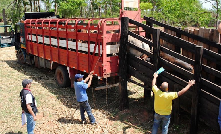 El buen manejo de los animales en el momento de su embarque, traslado y llegada al frigorífico son importantes para que el animal no sufra golpes que luego demeritarán la calidad de la carne.