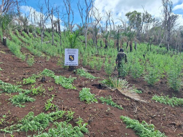 Las plantaciones destruidas por los uniformados.