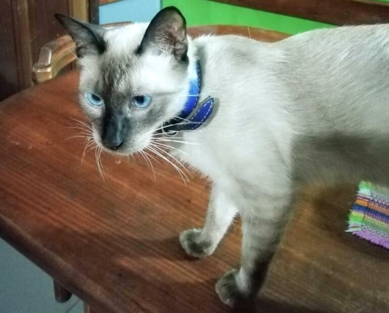 Su familia ofrece recompensa por información sobre este gato.