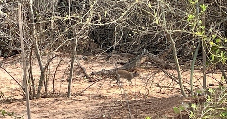 Tapiti boli avistado (Dolichotis salinicola) en el km 170 de la obra.