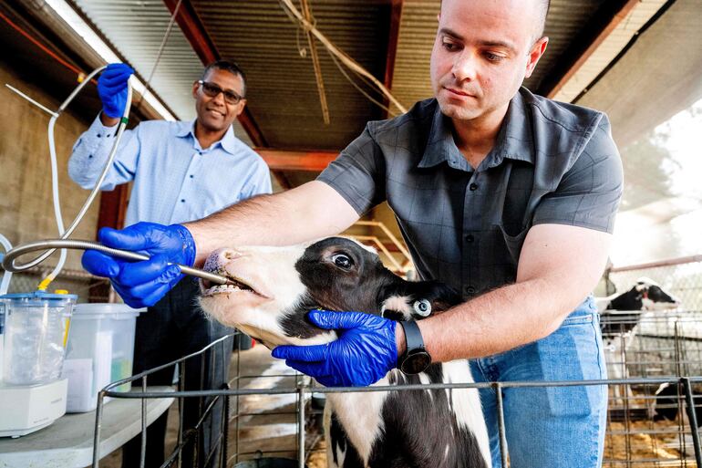 El investigador postdoctoral Paulo de Meo Filho demuestra cómo toma muestras de fluidos del estómago de una vaca mientras estudia formas de reducir el metano emitido por los eructos de las vacas en la Universidad de California en Davis, California.