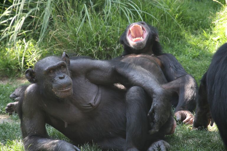 Chimpancés.