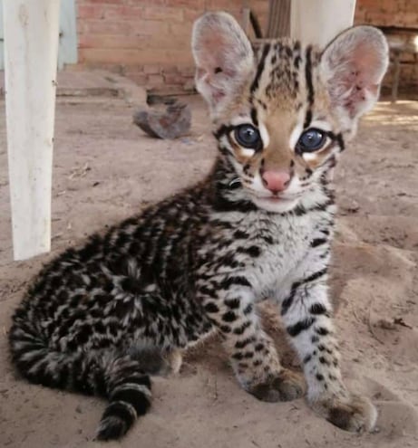 Un pequeño ocelote (Leopardus pardalis), con los dientes cortados y de unos pocos meses, fue rescatado de un bus de larga distancia en la ciudad de Filadelfia. (Imagen del Refugio Urutaú).