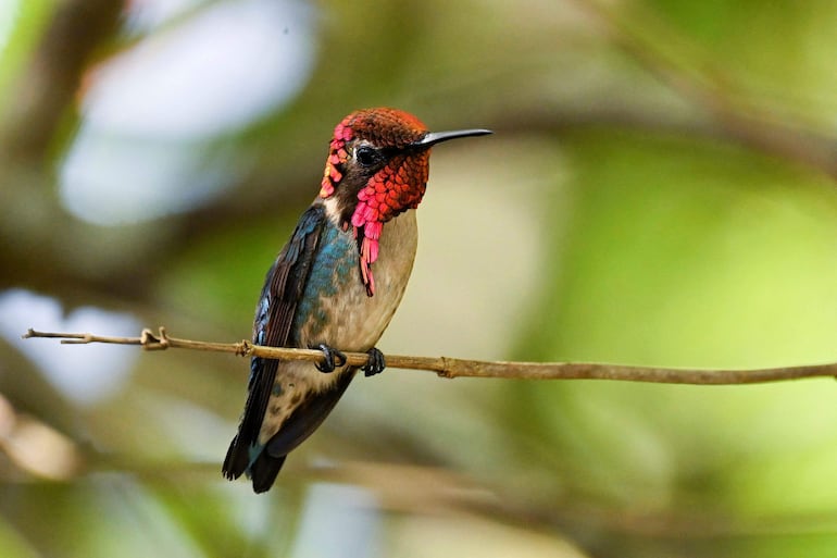 Un colibrí zunzuncito (Mellisuga helenae) se posa en la rama de un arbusto en la Casa del Colibrí en la aldea Palpite, Ciénaga de Zapata, provincia de Matanzas, Cuba. Las alas de los pájaros más pequeños del mundo son una mancha casi invisible mientras vuelan alrededor de los turistas que visitan un jardín privado cubano que se ha convertido en un refugio para las especies en declive. 