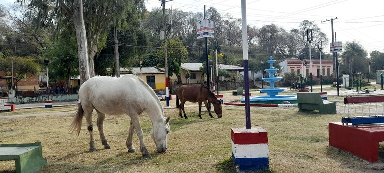 Caballos en la principal plaza pública de la comunidad, ubicada frente mismo al local de la Municipalidad.